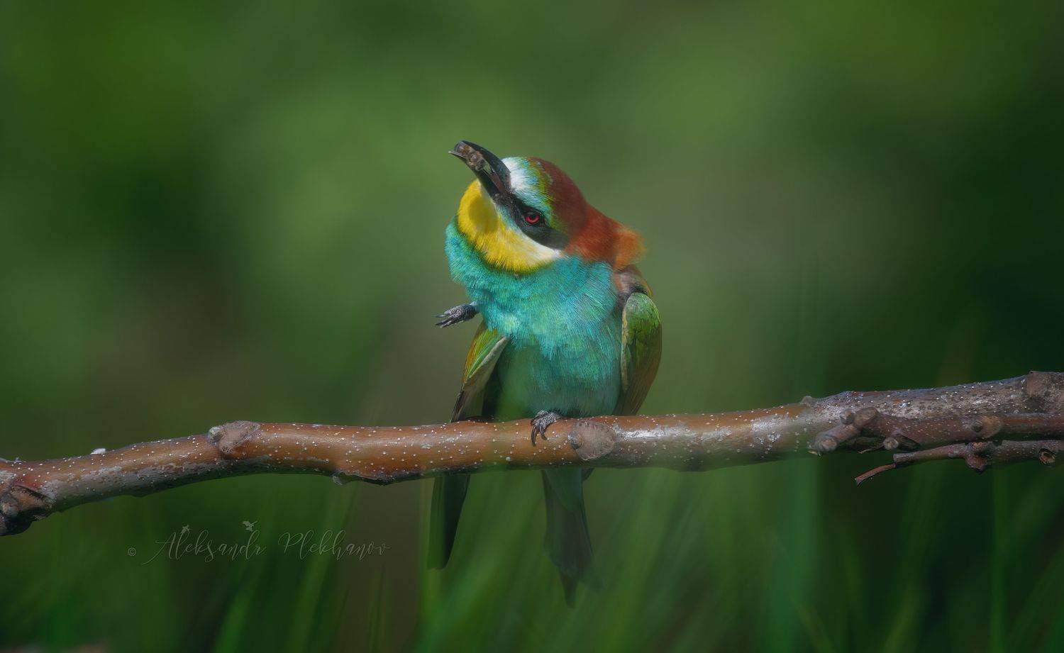 живая_природа_россии , краснодар , wildlife, Александр Плеханов