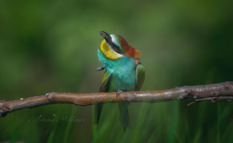 живая_природа_россии , краснодар , wildlife Библиотека там ... фото превью