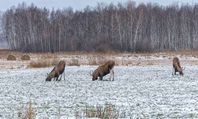 лось, поле, лес, озимые, утро, на озимых.. фото превью