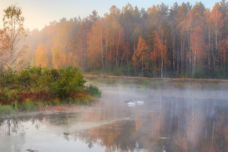 В Беловежской пуще фото превью