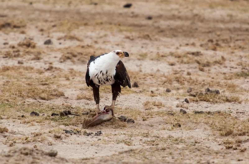 Kenya Amboseli Рыбак фото превью