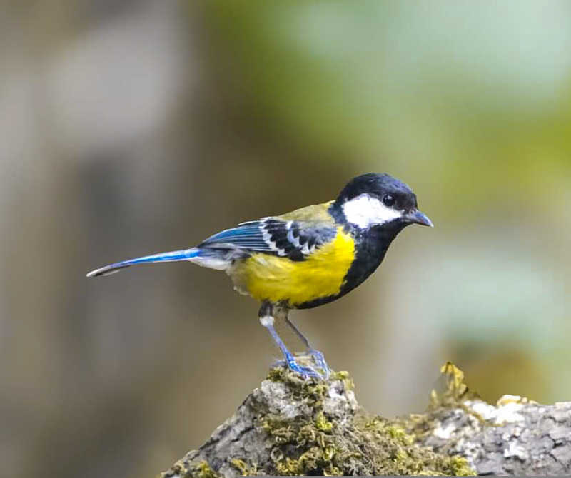 Green backed Tit фото превью