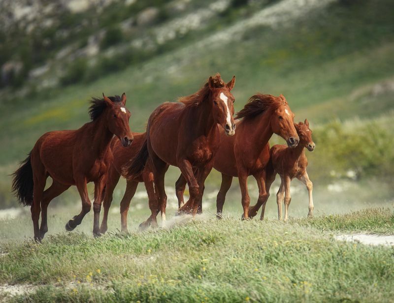 Галоп фото превью