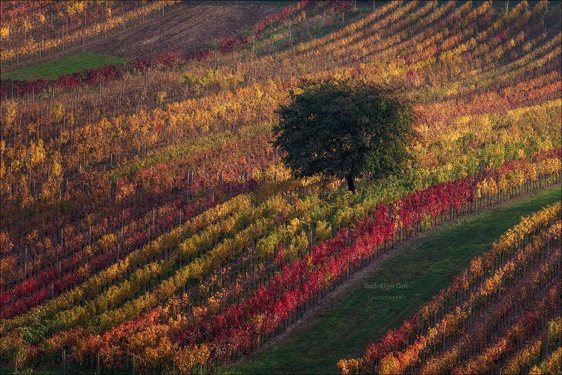 южная моравия,пейзаж,линии,south moravian,lines,свет,czech,осень,чехия,landscapes,виноградники,вишня Буйство осенних красок фото превью