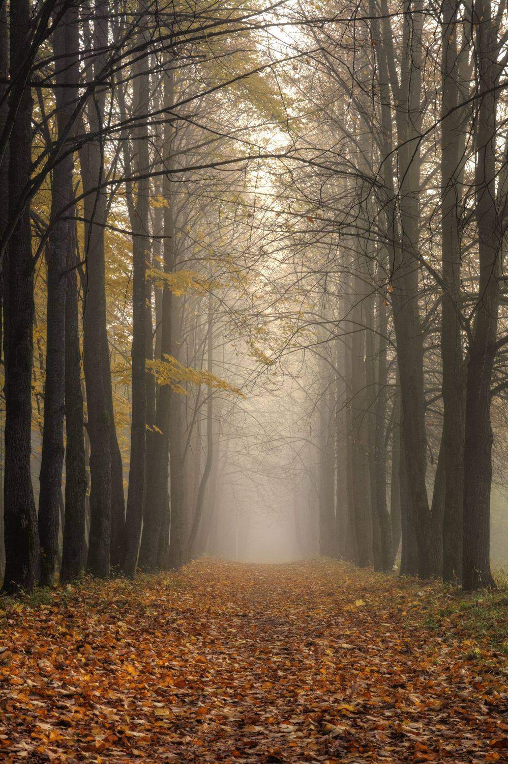 , Андрей Перешеин