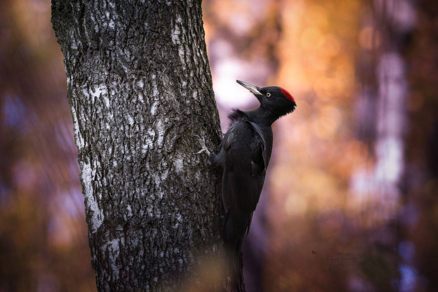природа, лес, поля, огороды, животные, птицы, макро, Посевич Дмитрий