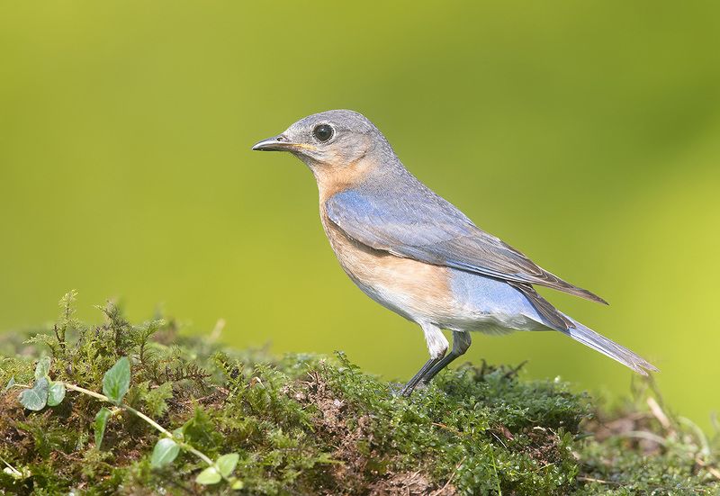восточная сиалия, eastern bluebird,bluebird Eastern Bluebird female - Восточная сиалия (самка) фото превью
