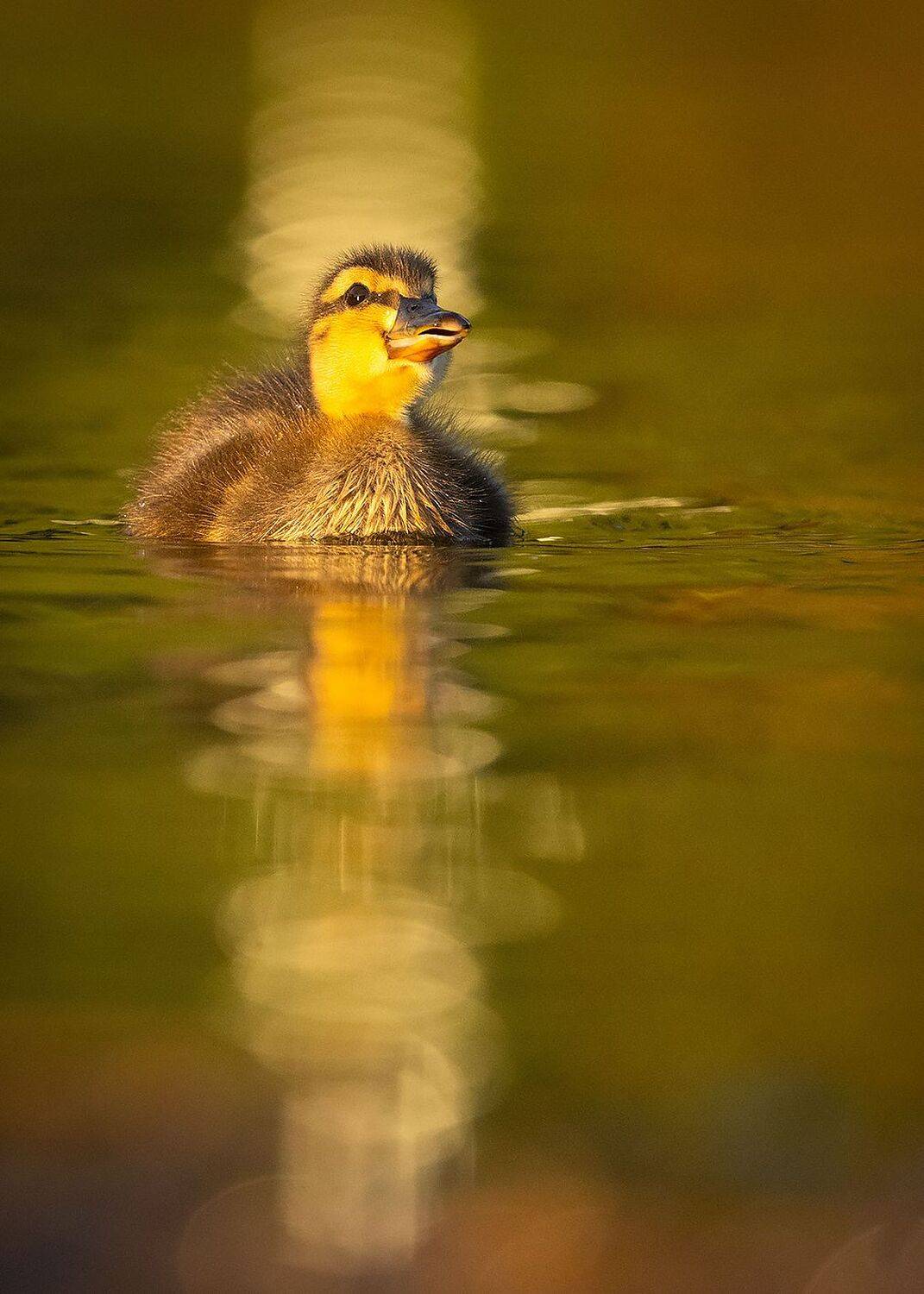 , Robert Adamec