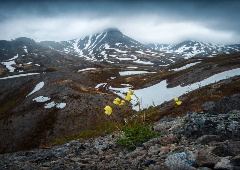 Полярный мак фото превью