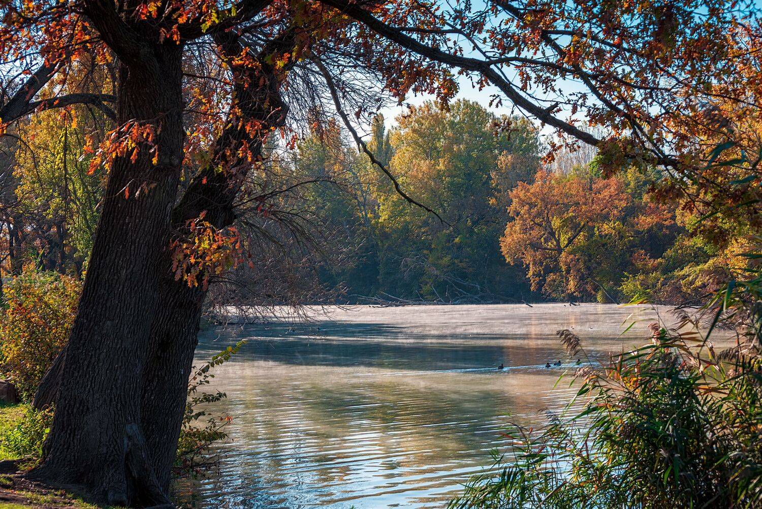 очень, Алексей Рыльский