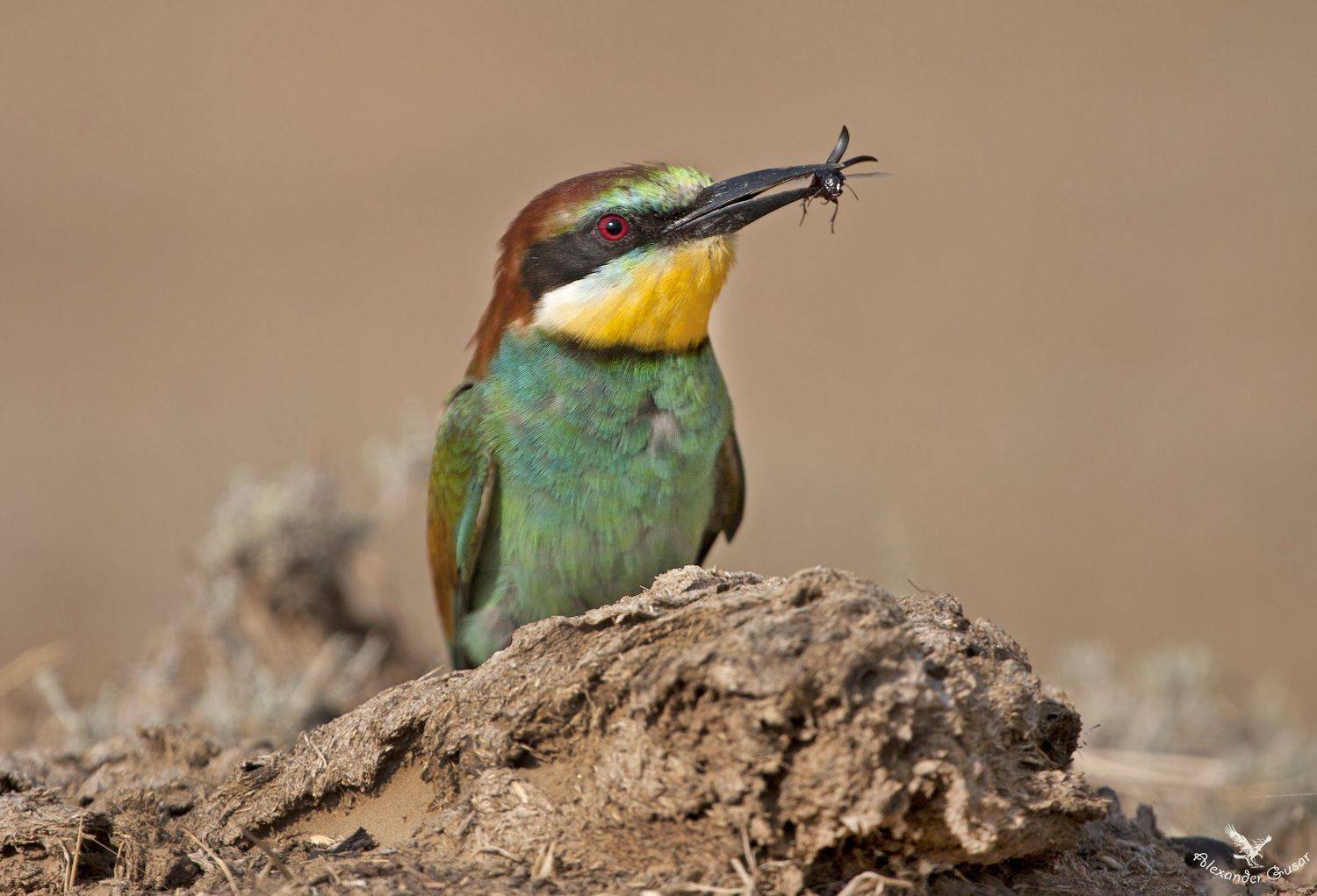 , Александр Гусар