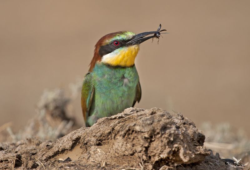 Золотистая щурка фото превью