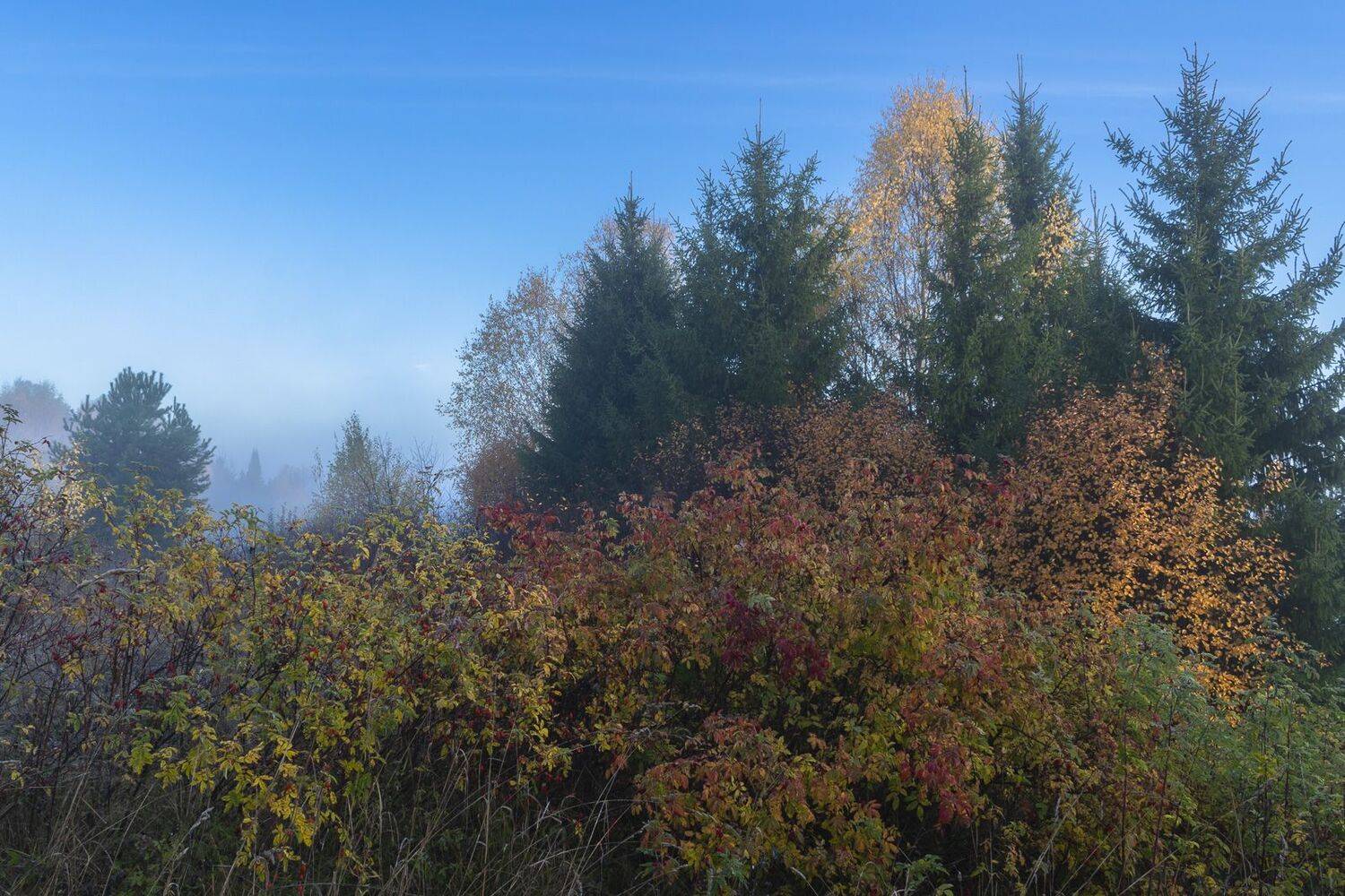 , Галина Луценко