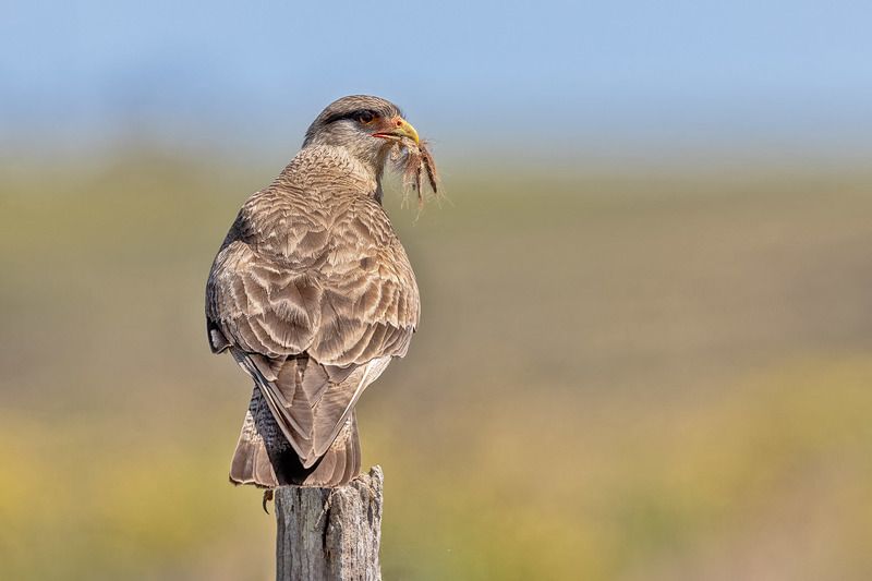 птицы, уругвай *** фото превью