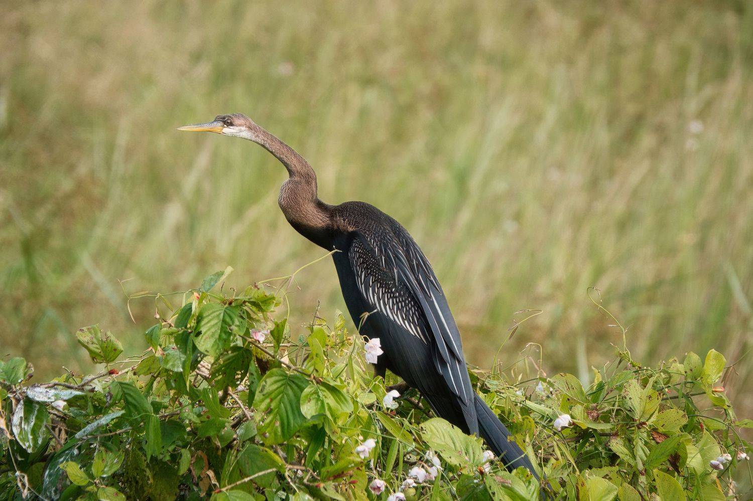 животные, природа, птицы, шри-ланка,wilpattu national park, sri lanka, wildlife, birdwatching, birds, birdwatching, Дудников Александр