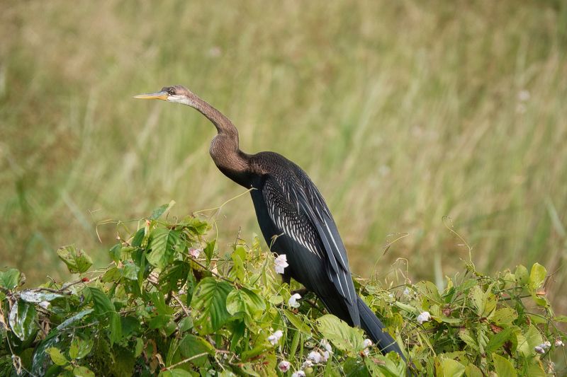 животные, природа, птицы, шри-ланка,wilpattu national park, sri lanka, wildlife, birdwatching, birds, birdwatching Длинношеий рыбак фото превью