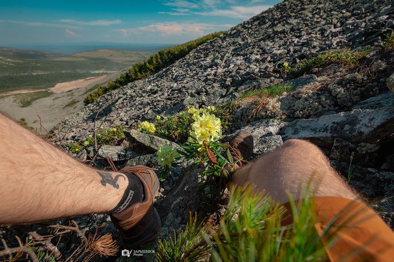 якутия дальний восток сибирь южная якутия рододендрон природа паук золото  фото превью