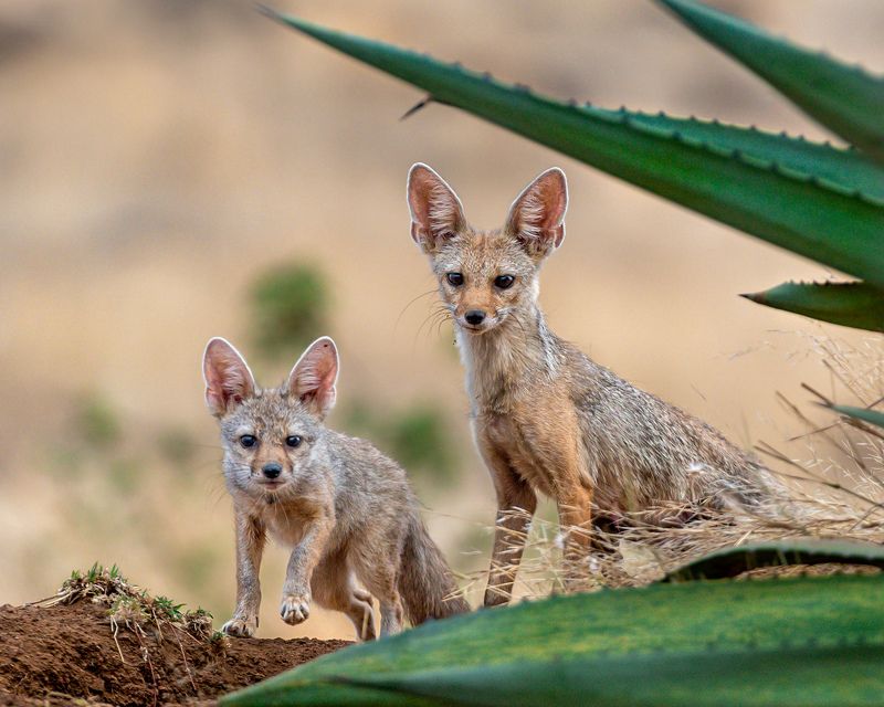 #nature #wildlife #animals Indian fox mother with her cub. фото превью