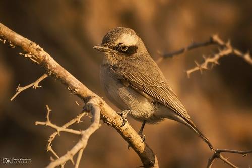 Common Woodshrike (Tephrodornis pondicerianus)