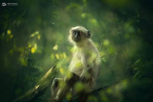 gray langur (Semnopithecus entellus)