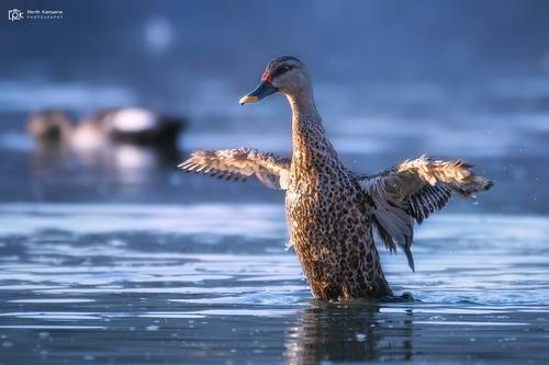 Indian Spot-billed Duck (Anas poecilorhyncha)