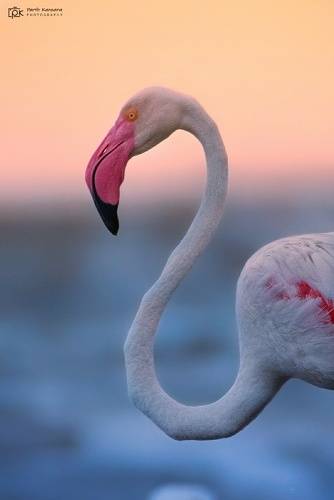 Greater Flamingo (Phoenicopterus roseus)
