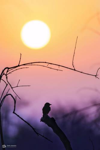 Black Drongo (Dicrurus macrocercu)