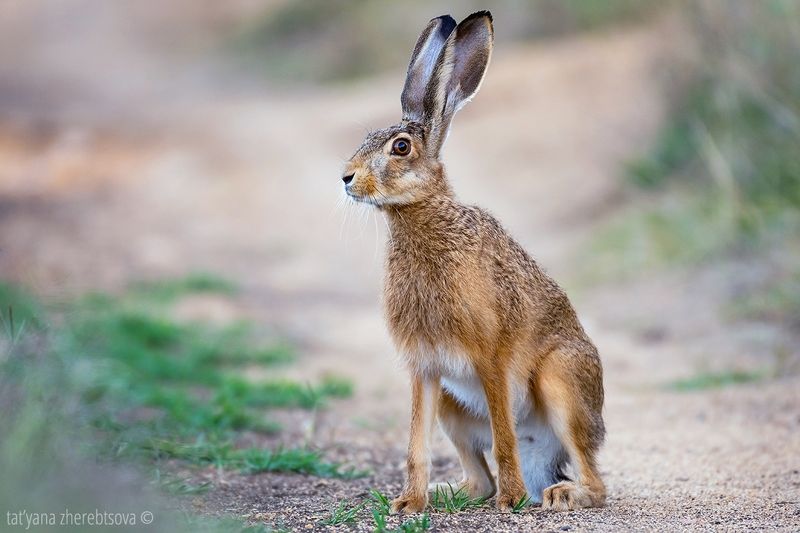 Заяц фото превью
