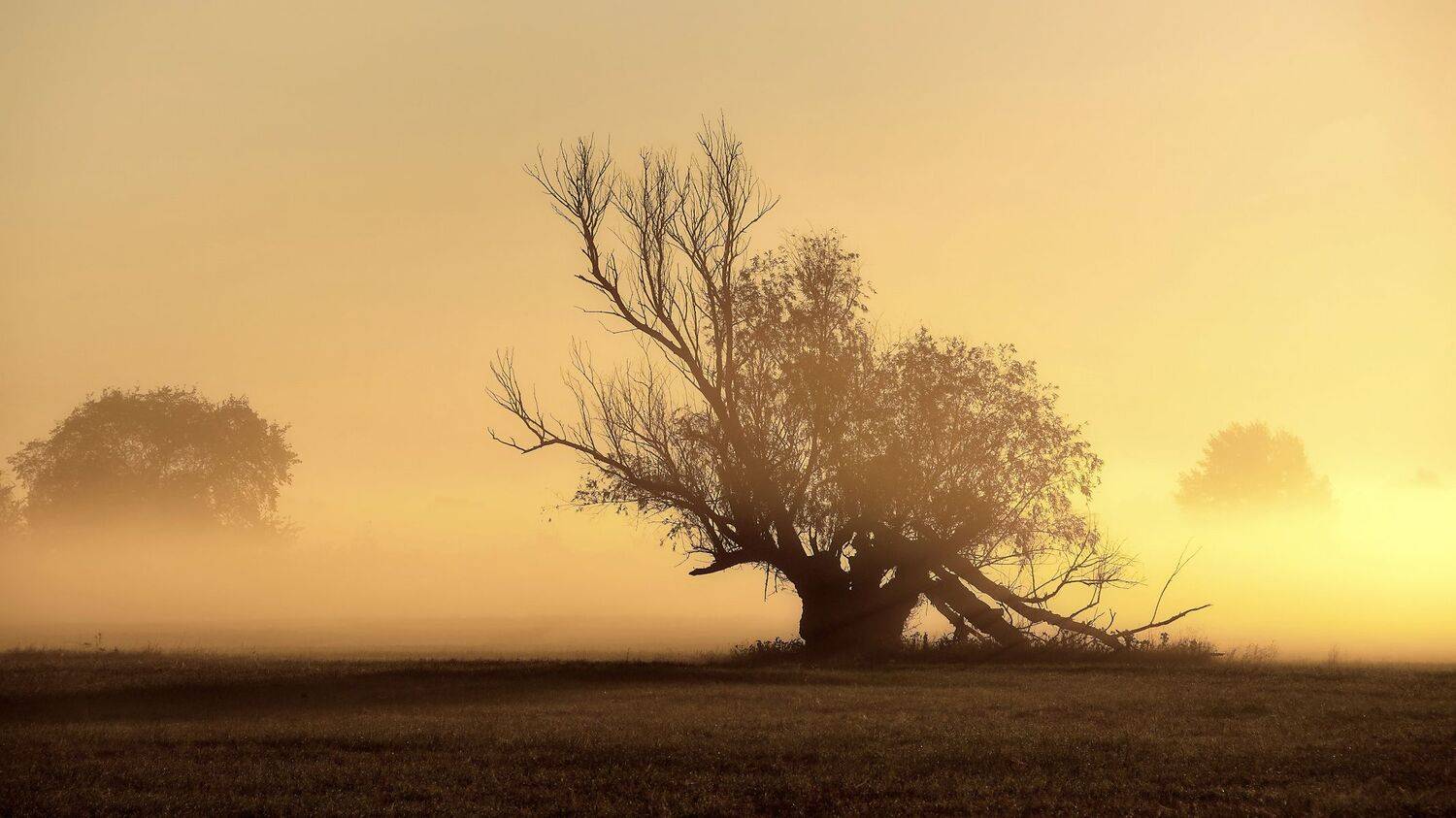 утро, восход, дерево, туман, силуэт, природа, Сергей Аникин