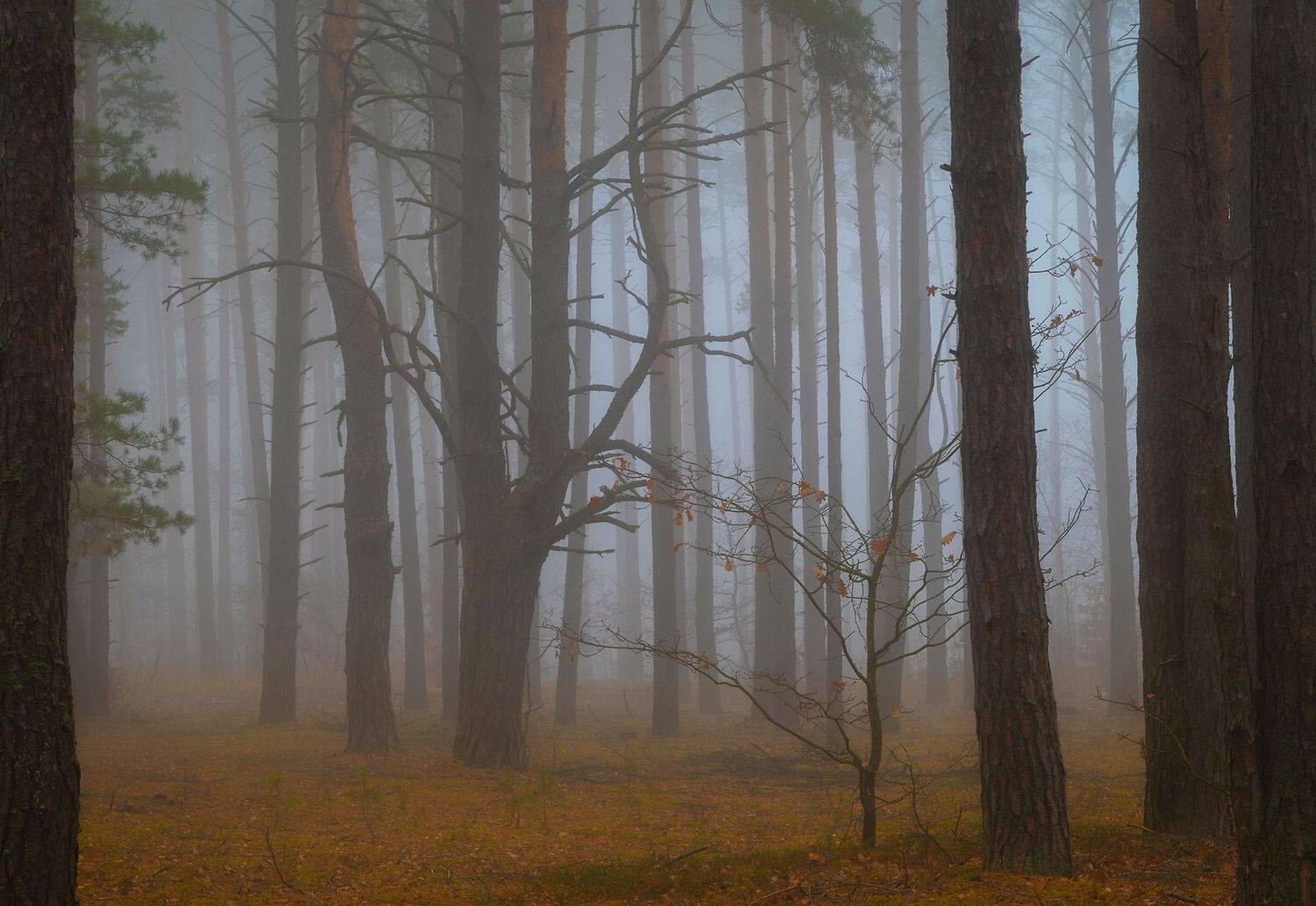 , Захаров Дмитрий