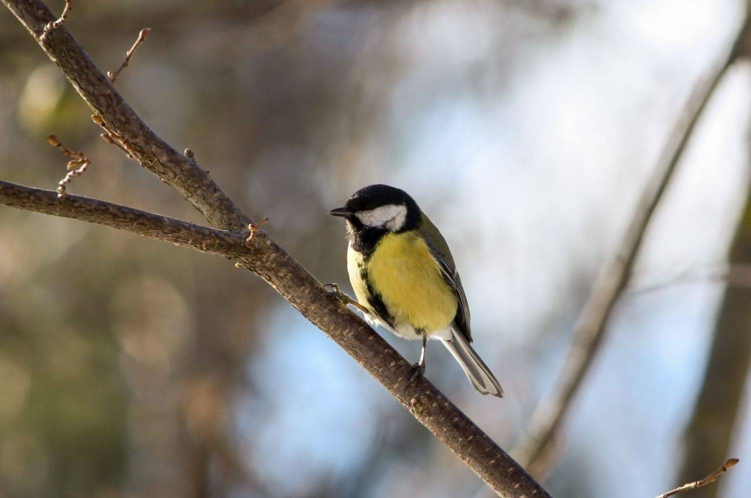 синица, КарОл