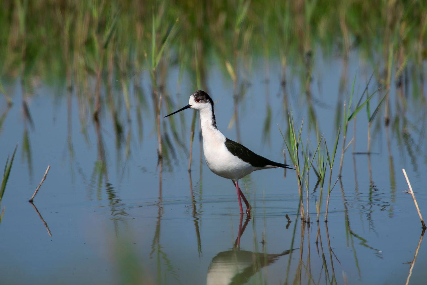 Himantopus himantopus, Black-winged stilt, volgograd, russia, wildlife, bird, birds, , Сторчилов Павел
