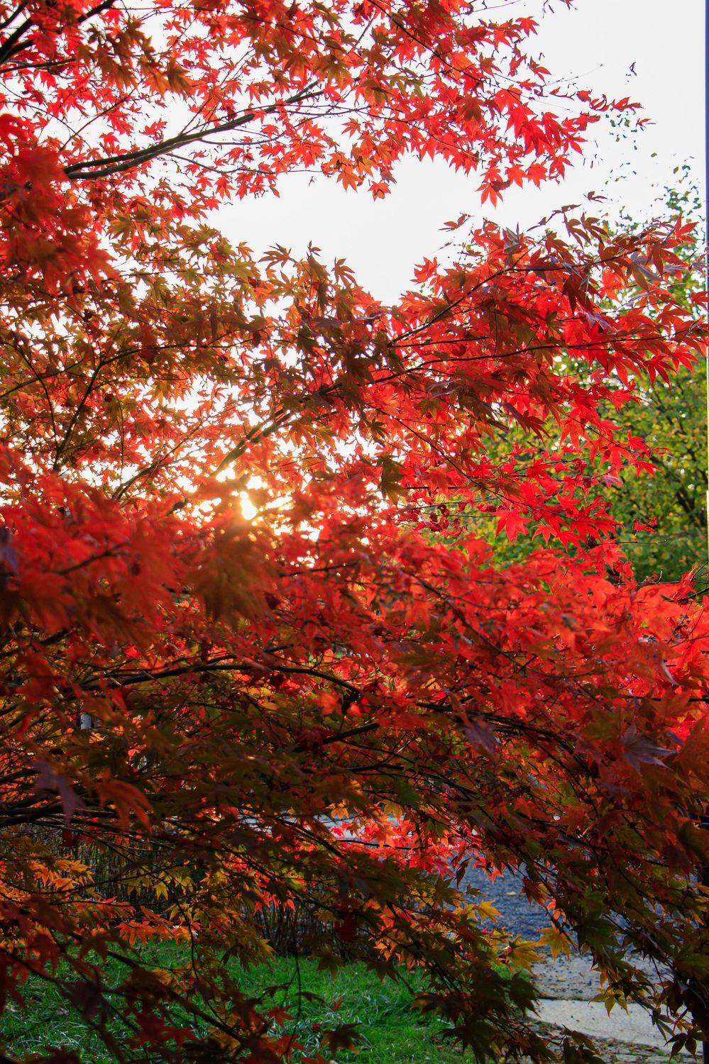 , Жорнова Светлана