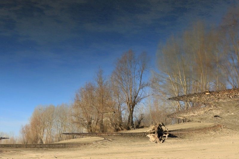 деревья,осень,отражение,река,обь Отражение осени фото превью