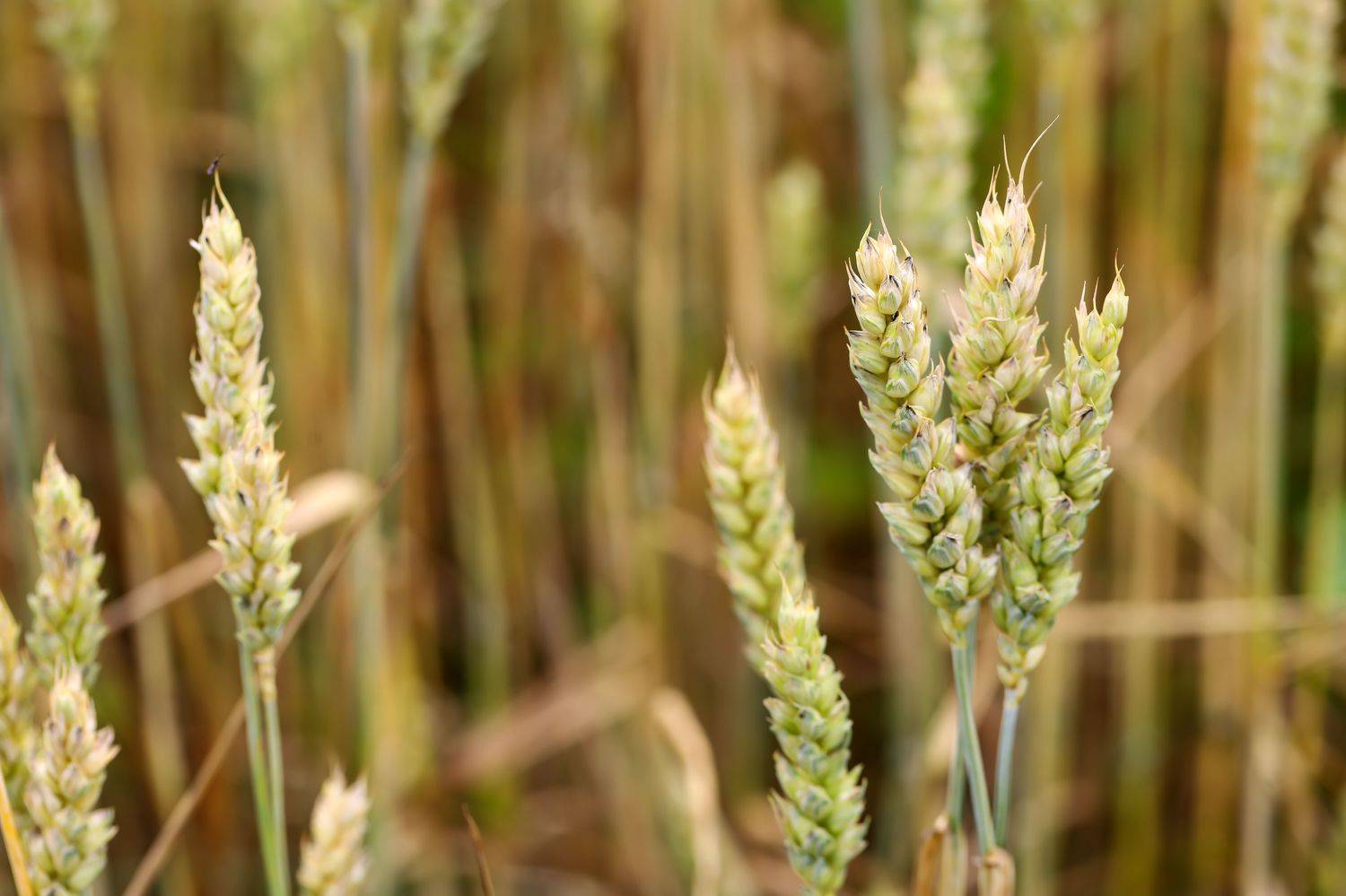ears of rye, harvest, autumn, bread, food, landscape, fields, DZINTRA REGINA JANSONE