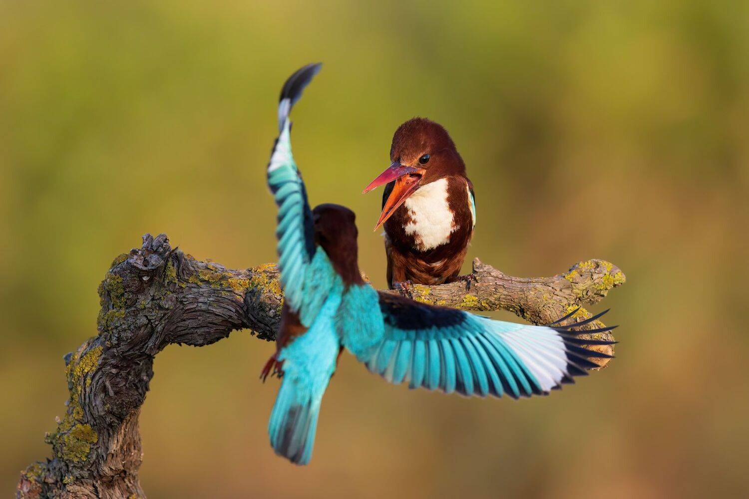 , Фруман Евгений