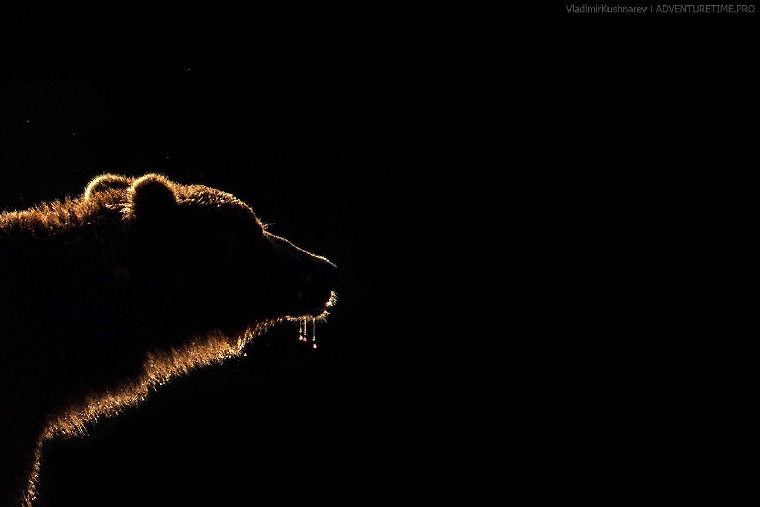 , Vladimir Kushnarev