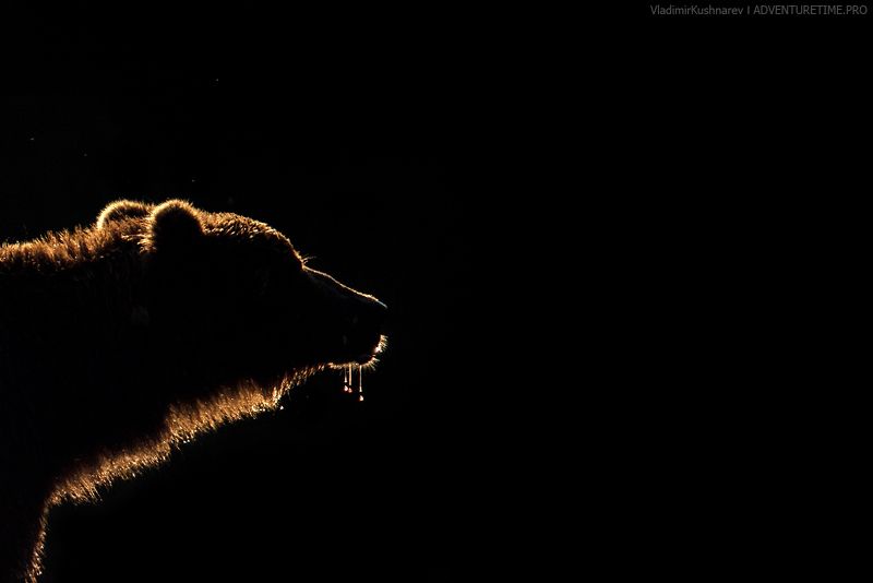 Еще один симпатичный медведь фото превью