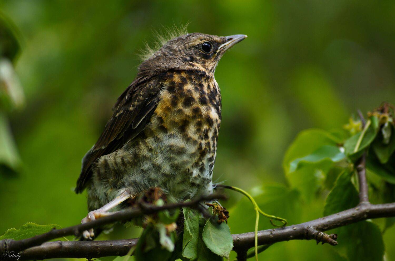 , Екимова Наталья