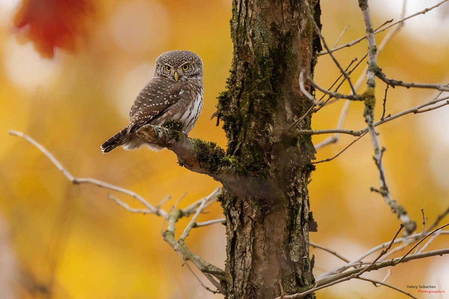 , Валерий Субачев