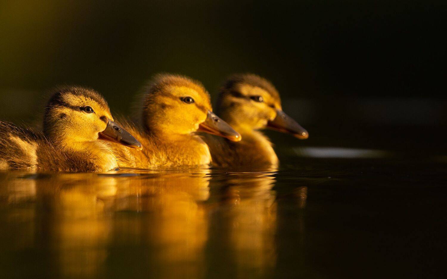 , Robert Adamec