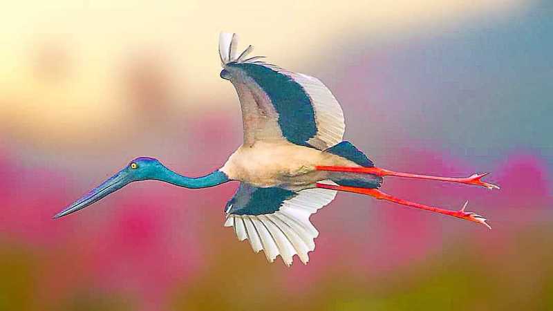 Black Necked Stork фото превью