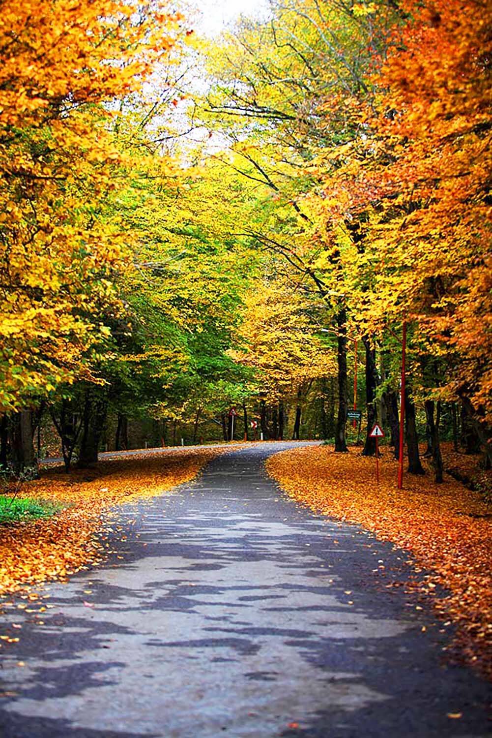 , mehdi karimi souderjani