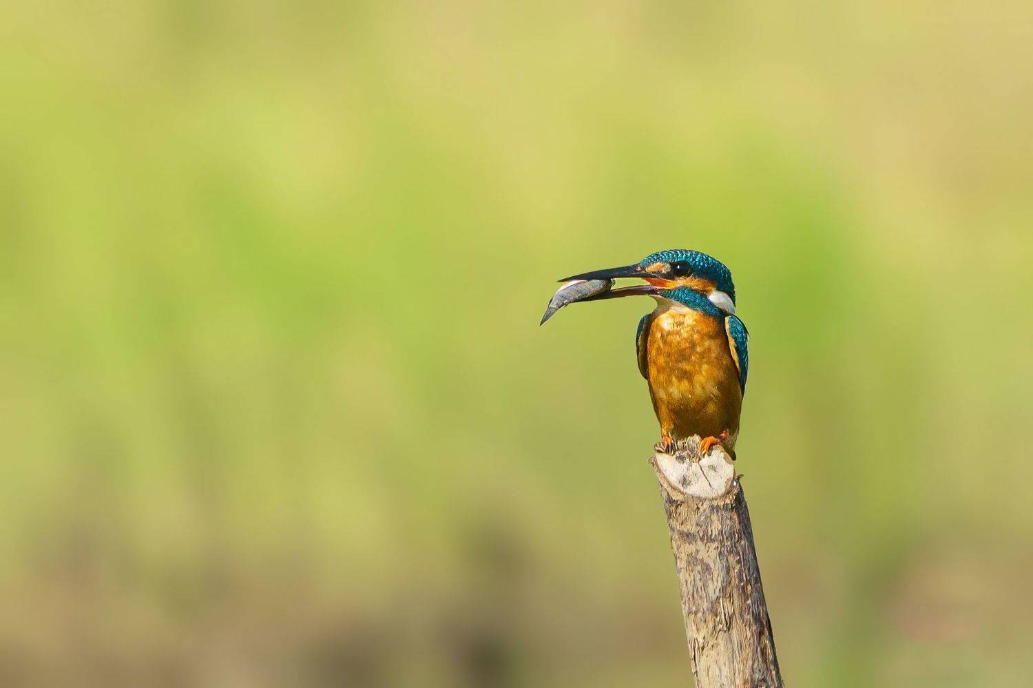 , Sonnadara Kushan Madushanka