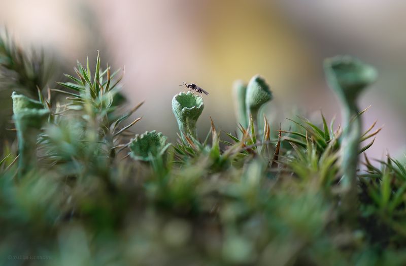 кладония, макро, macro На другой планете фото превью