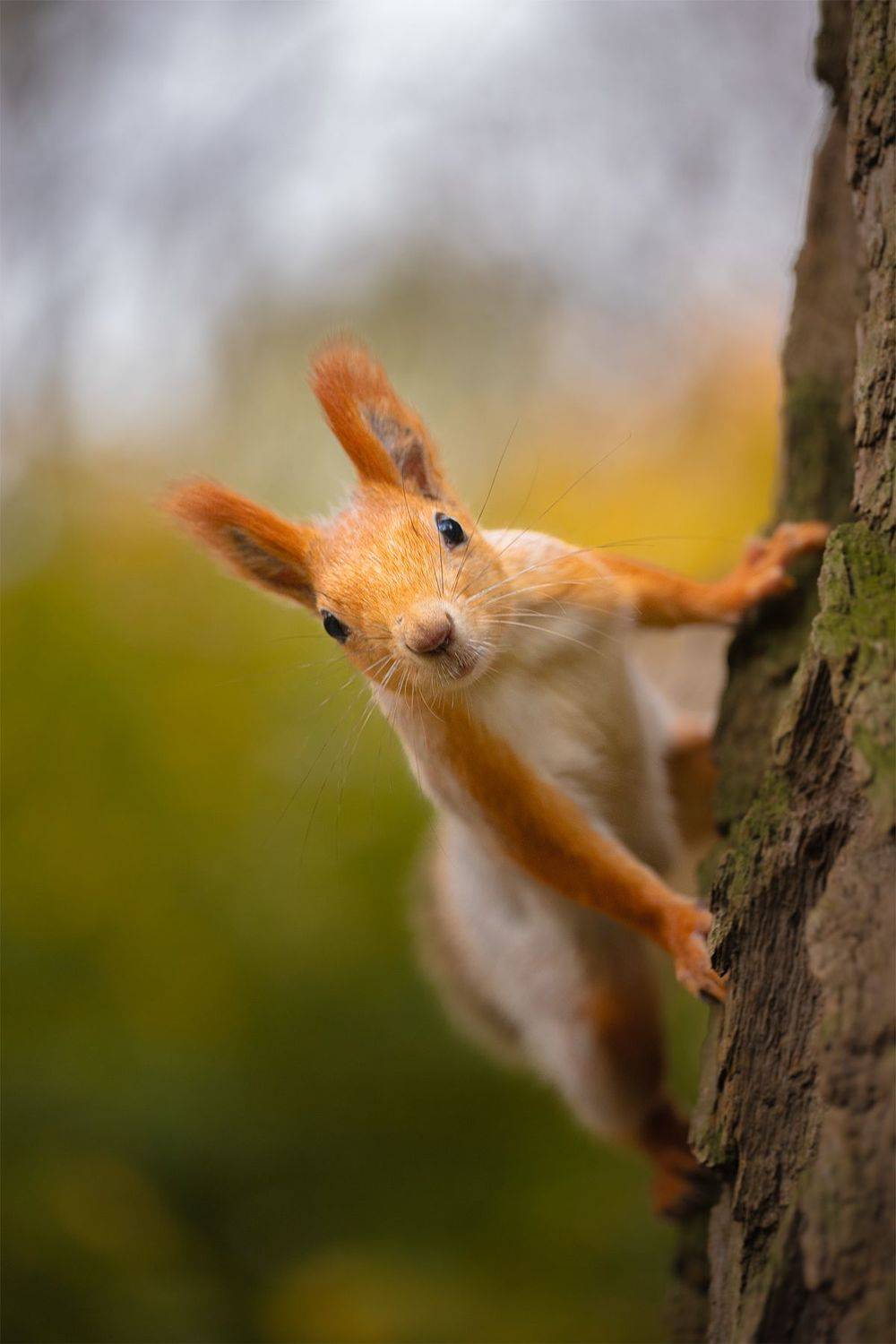 , Чудинин Дмитрий