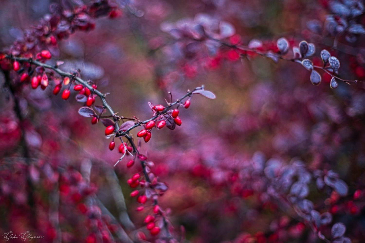 , Орлов Олег