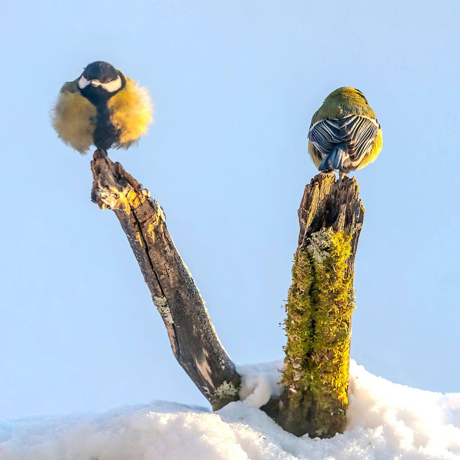 , Белоусов Михаил