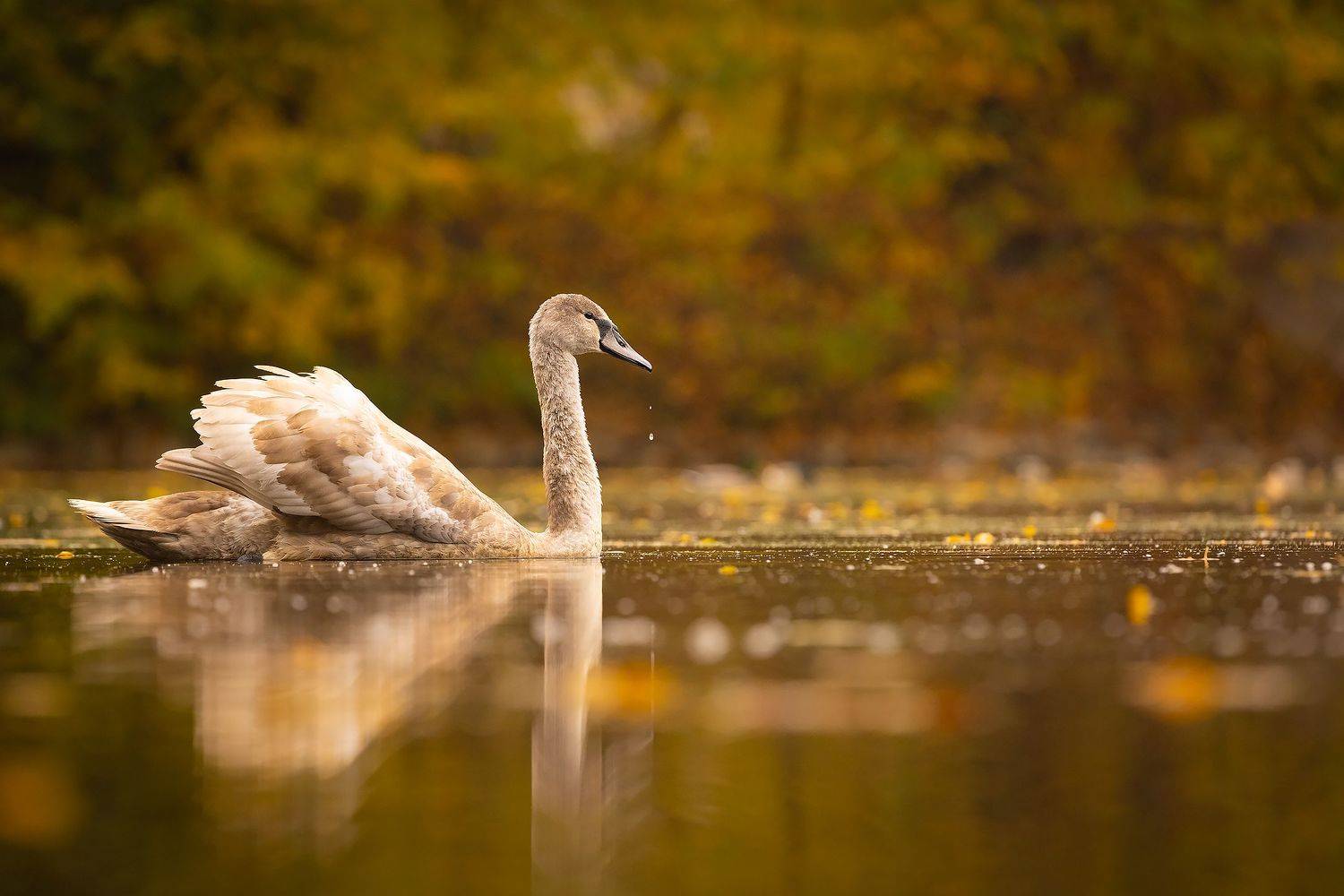 , Robert Adamec