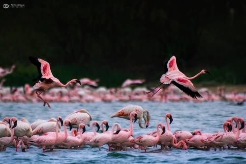 Lesser Flamingo (Phoeniconaias minor)